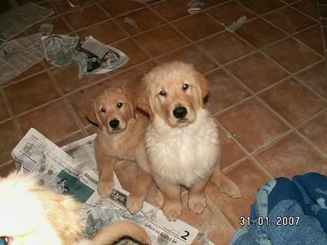 Golden retriever Ally - lille mig og min STOREbror (mindste og største i kuldet) billede 8