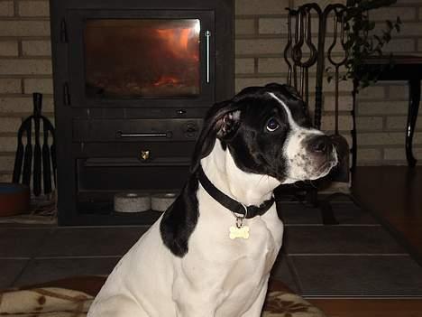 Blanding af racer Molly - Hva siger du billede 6