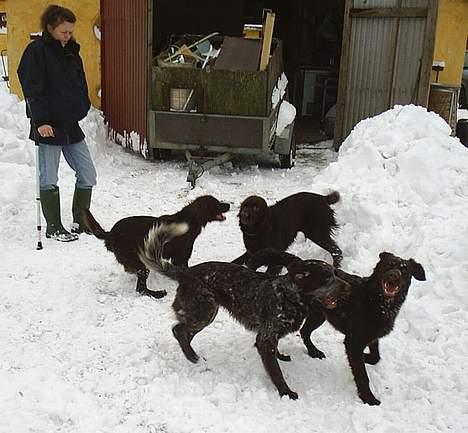 Langhåret hønsehund DKCH Viggo Fané Swadde - de Langhårede på Mosen billede 2