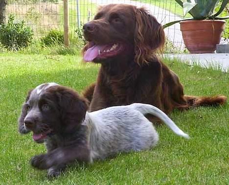 Langhåret hønsehund DKCH Viggo Fané Swadde billede 3