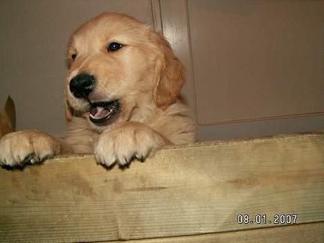 Golden retriever Ally - grrr - fis væk fra min kasse - jeg bestemmer! billede 9