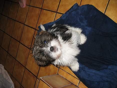 Lhasa apso Deva - Har lige været i mit første bad, jeg elsker vand!!! billede 10