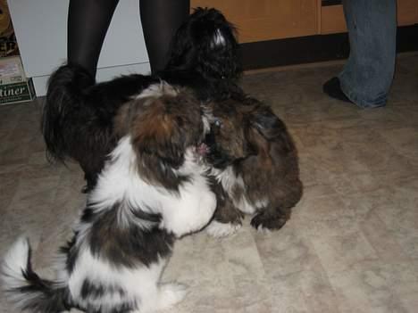 Lhasa apso Deva - Leger lige lidt med min halvbror, juleaften billede 11