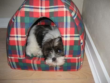 Lhasa apso Deva - Ligger lige i mit elsket hus, mens jeg stadig kan kommer derind billede 12