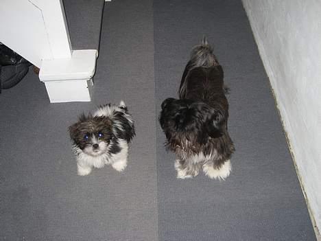 Lhasa apso Deva - Har lige leget med mim storesøster Cheri billede 13