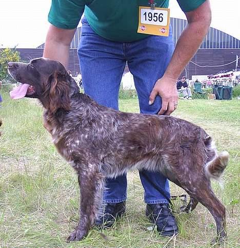 Langhåret hønsehund Bonnie - Udstillings klar billede 1
