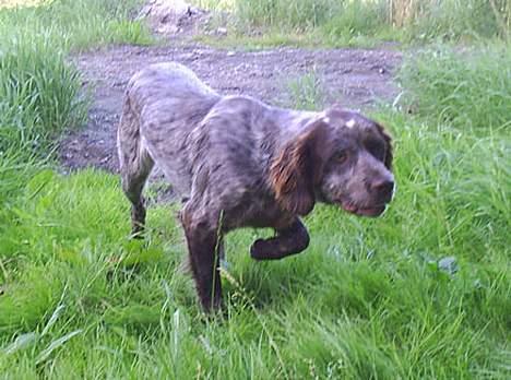 Langhåret hønsehund Bonnie billede 2