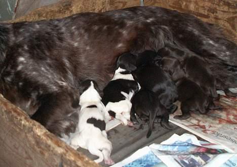 Langhåret hønsehund Bonnie - Spisetid billede 3