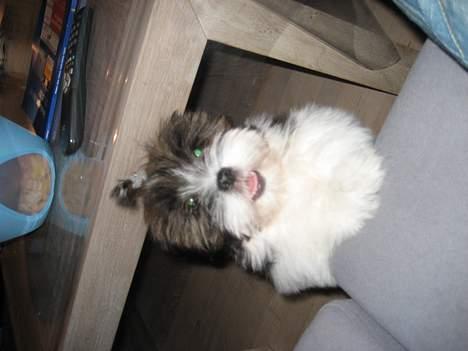 Lhasa apso Deva - Må jeg ikke nok komme op i sofaen? billede 14