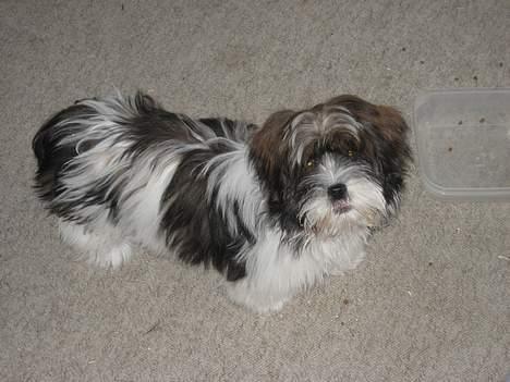 Lhasa apso Deva - Har lige spist storesøsters mad, jeg elsker mad!! billede 15