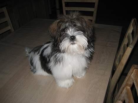 Lhasa apso Deva - Sidde pænt skulle jeg også billede 16
