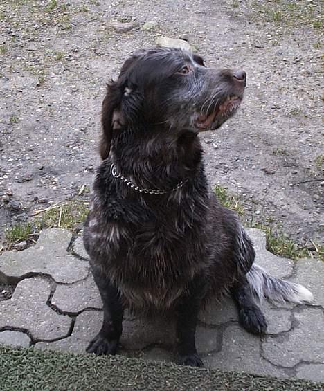 Langhåret hønsehund Bonnie billede 4