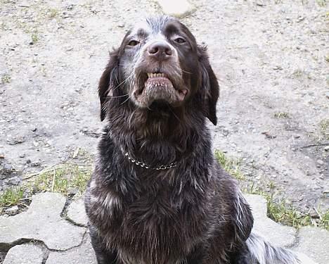 Langhåret hønsehund Bonnie - Griner lidt af det hele billede 5