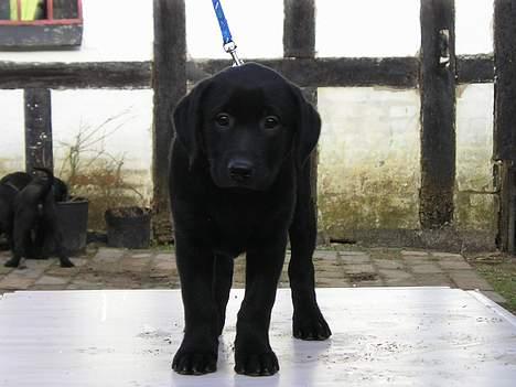 Labrador retriever Linda - Smukke mig :-) billede 1