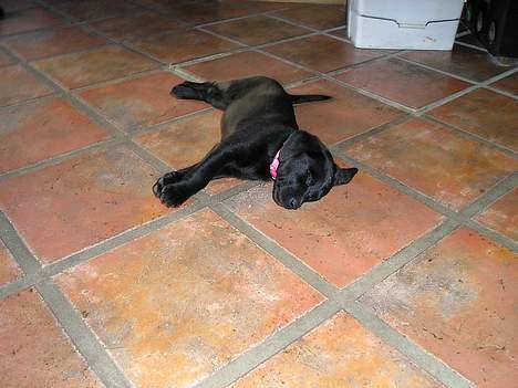 Labrador retriever Linda - Flader lige ud... billede 2