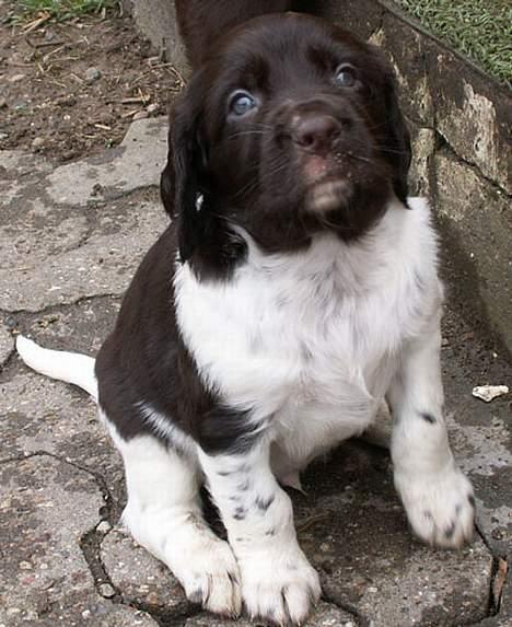Langhåret hønsehund Bonnie - Jeg hedder Amigo og er en 5 uger gammel langhåret billede 6