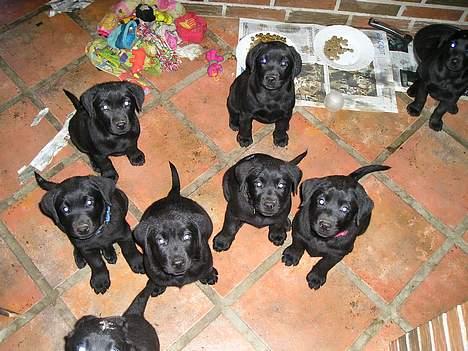 Labrador retriever Linda - mig og mine søskende. billede 3