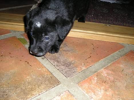 Labrador retriever Linda - kig kig billede 4