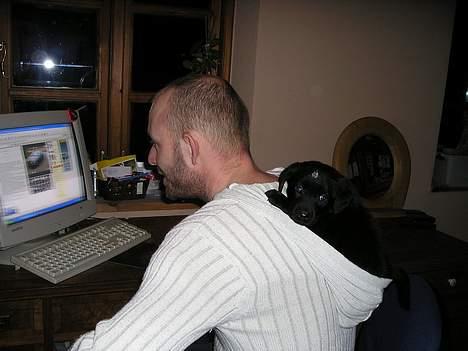 Labrador retriever Linda - I min bæresele. billede 5