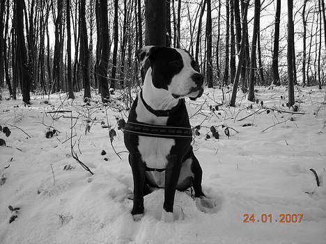 Amerikansk staffordshire terrier Chico (Armani) billede 14