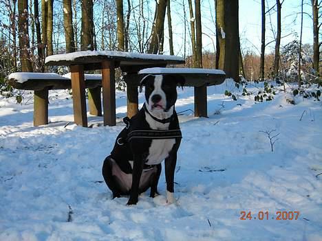 Amerikansk staffordshire terrier Chico (Armani) billede 16