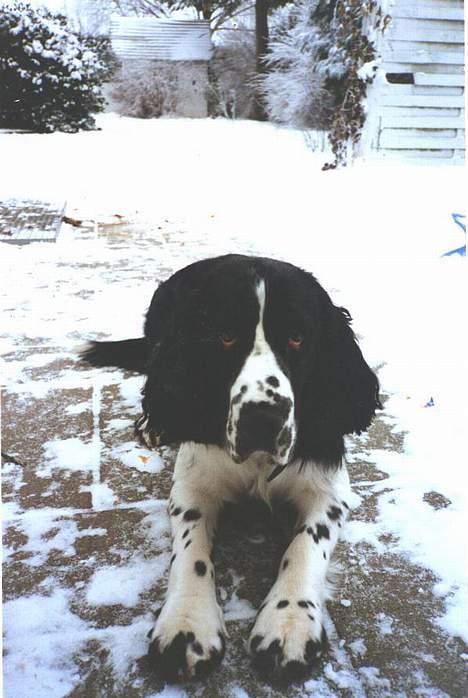 Engelsk springer spaniel Mirocchi (Louis) - Gået bort - Louis i sneen. her er han ikke særlig gammel<3 Savner dig )´: <3 billede 20