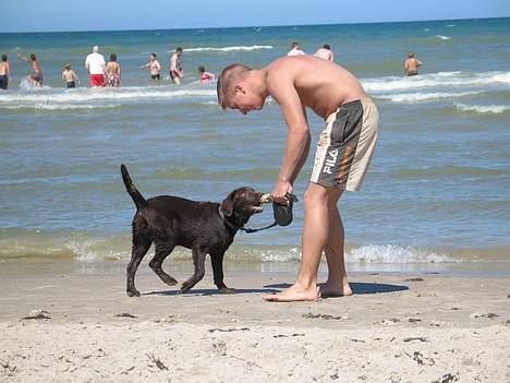 Labrador retriever Maggi - Gået bort - Maggi og min storebror på stranden<3 Maggi ELSKER vand... <3 :) billede 18