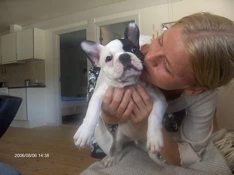 Fransk bulldog Raz - Min første uge i mit nuværende hjem,og er du gal her er skønt:) billede 15
