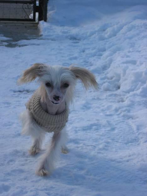 Chinese crested hårløs Pim billede 3