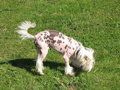 Chinese crested hårløs Pim billede 4