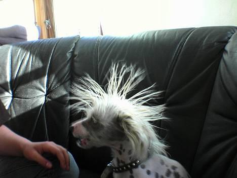 Chinese crested hårløs Pim billede 7