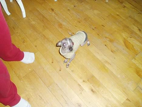 Xoloitzcuintle Fila - Jeps, det er en guld bluse.. billede 3