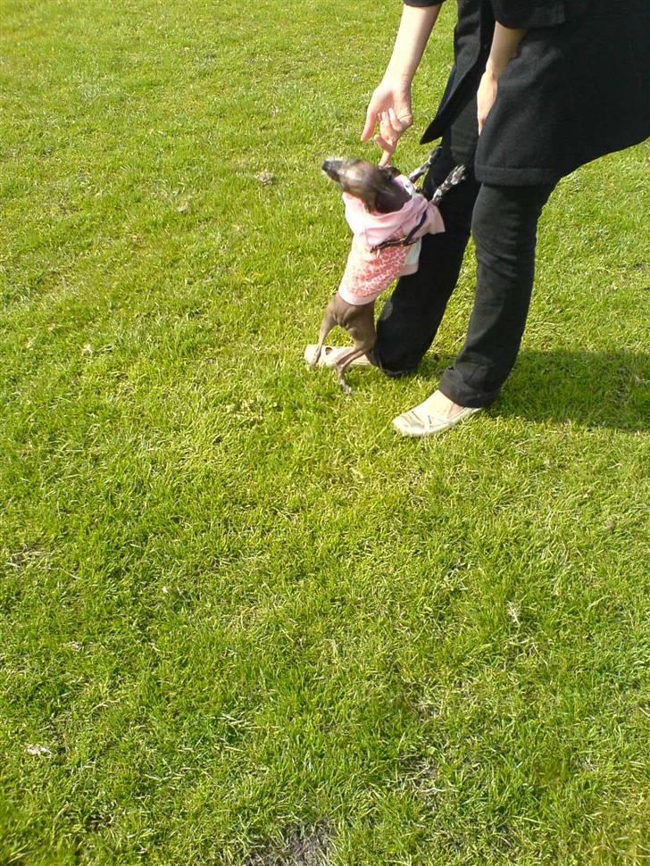 Xoloitzcuintle Fila - Jeg vil altså gerne op moar! billede 4