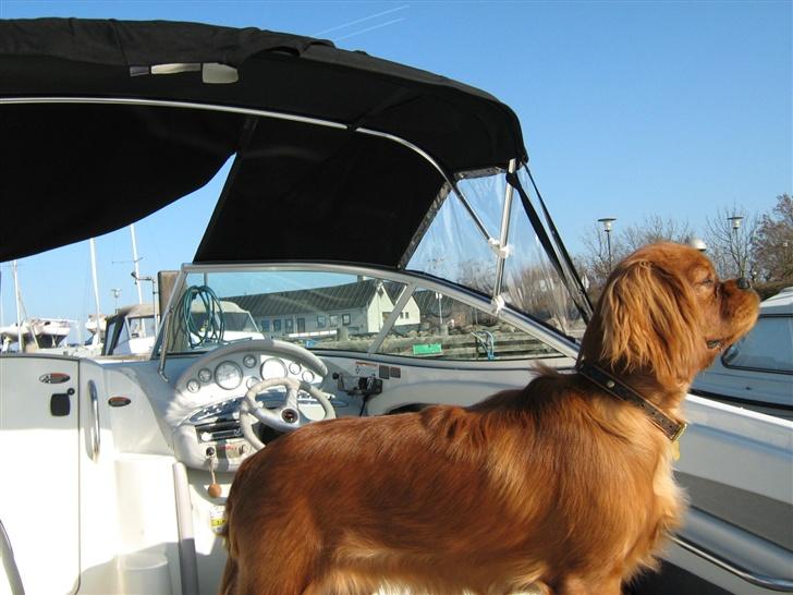 Cavalier king charles spaniel Lotus - Jeg ELSKER SOLEN & BÅDEN.. Aahhh billede 1