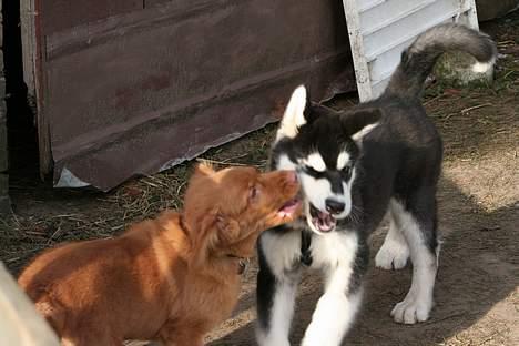 Alaskan malamute Maluq    R.I.P  august 2011 - Bdrrr.. gider ikke kysse endnu billede 4