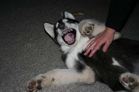 Alaskan malamute Maluq    R.I.P  august 2011 - jeg er så frygtelig kilden, kan de da ikke fatte det billede 5