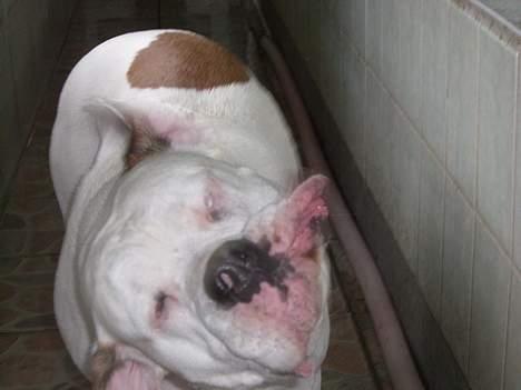 Amerikansk bulldog Bella R.I.P - ryster mig lige hader at være våd billede 16