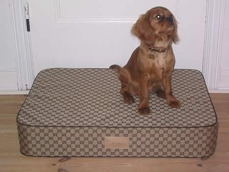 Cavalier king charles spaniel Lotus billede 2
