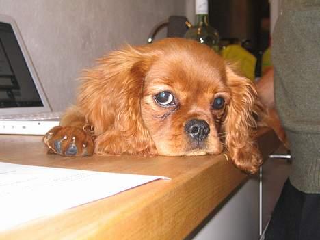 Cavalier king charles spaniel Lotus billede 3