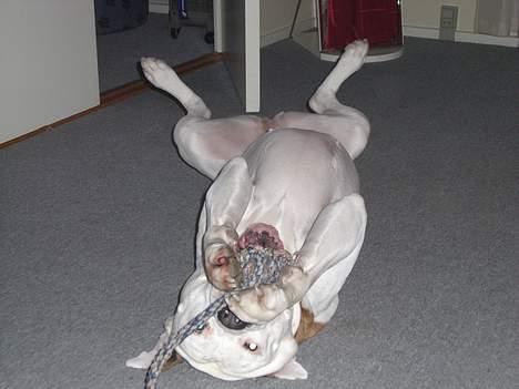 Amerikansk bulldog Bella R.I.P - tager lige en hygger med mit dejlige legetøj billede 17