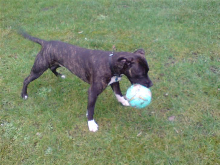 Amerikansk staffordshire terrier Targo - En tur på græsplænen billede 1