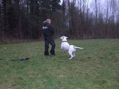 Amerikansk bulldog Bella R.I.P - giv mig nu den pind mor billede 18