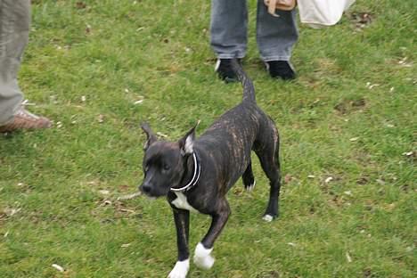 Amerikansk staffordshire terrier Targo - Løbe løbe billede 2