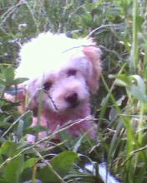 Mellempuddel Sille(solgt) - Her sidder Sille en sommerdag i græsmarken billede 1