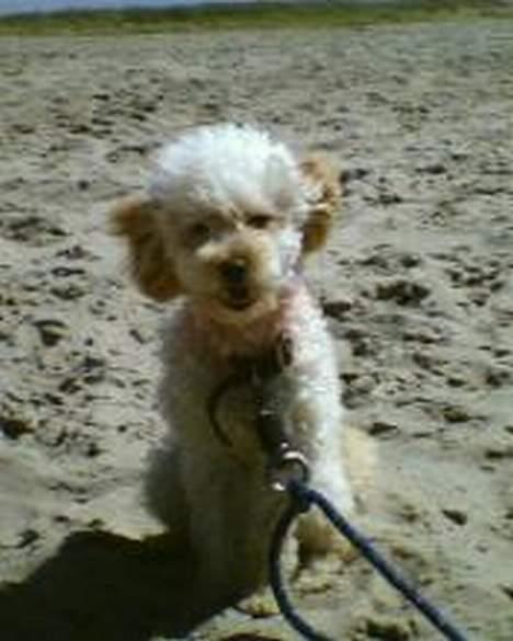 Mellempuddel Sille(solgt) - Her er sille med på stranden hele dagen som hun nyder! billede 2