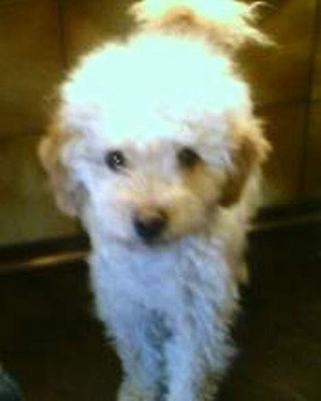 Mellempuddel Sille(solgt) - Er jeg ikke nuttet? billede 3