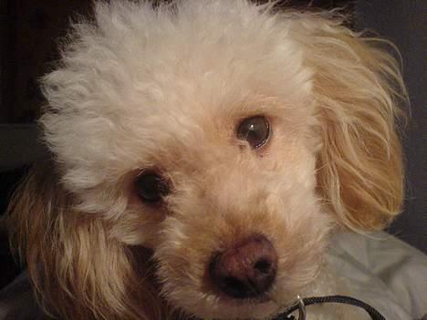 Mellempuddel Sille(solgt) - Sille kom med hovedet helt op i kameraet! billede 4