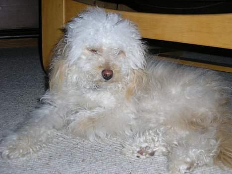 Mellempuddel Sille(solgt) - Sådan så hun ud da vi fik hende hjem.  billede 5