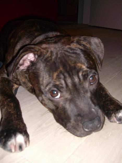 Staffordshire bull terrier Loui billede 15