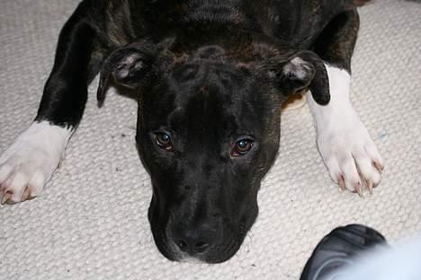 Amerikansk staffordshire terrier Targo - Hvad..  jeg har da ikke gjort noget... billede 3